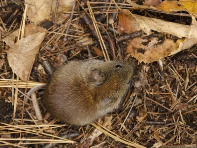 Southern Red-backed Vole