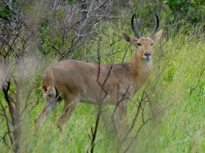 Southern Reedbuck