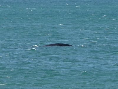 Southern Right Whale