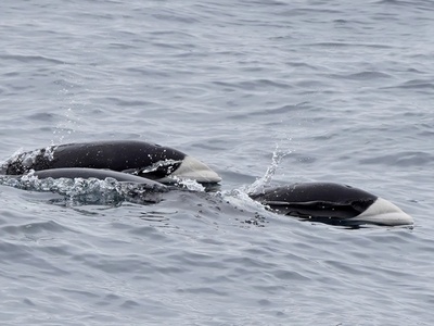 Southern Right Whale Dolphin