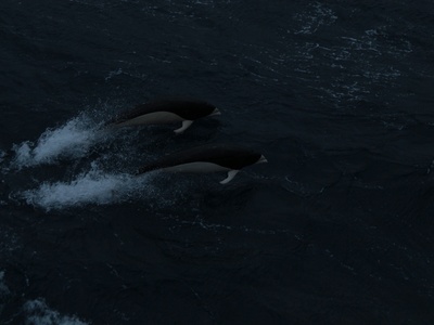 Southern Right Whale Dolphin