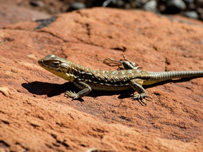 Southern Rock-dwelling Sand Lizard