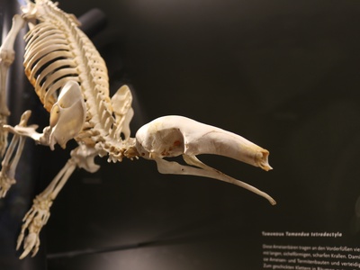 Southern Tamandua