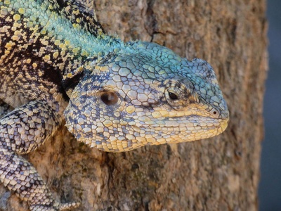 Southern Tree Agama