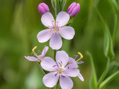 Spalding's Catchfly