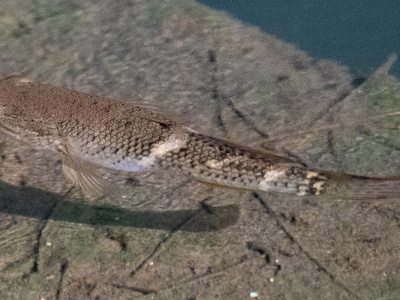 Spangled Gudgeon