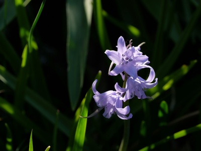 Spanish bluebell