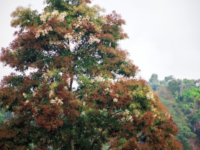 Spanish Elm