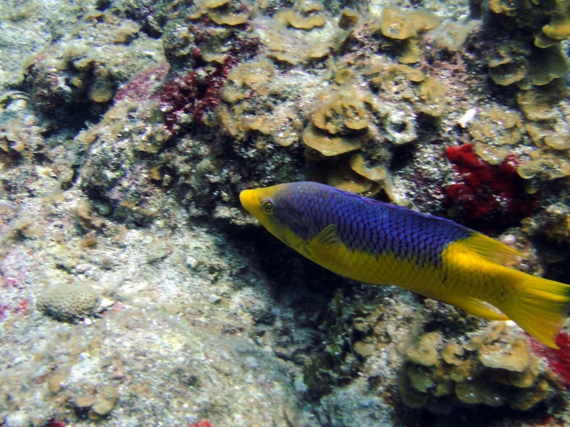 Purple Overbite Fish List of Purple Fish - Flora Fauna Fun