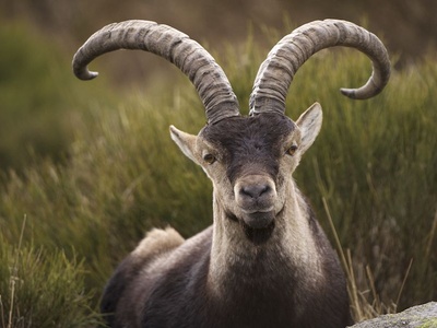 Spanish Ibex