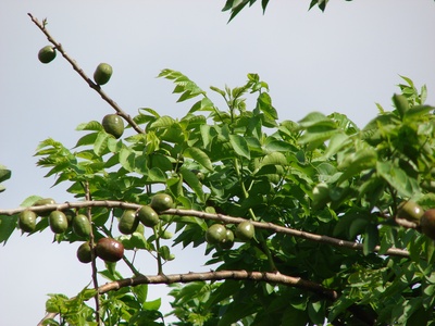 Spanish plum (Jocote/Red mombin)
