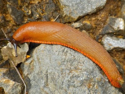 Spanish Slug