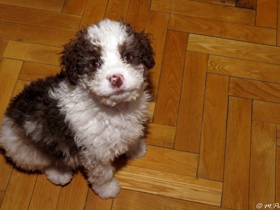 Spanish Water Dog