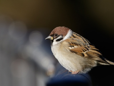 Sparrow
