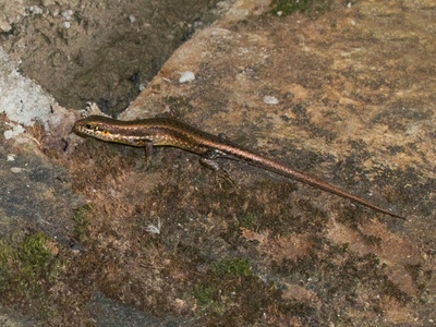 Speckle-lipped Skink
