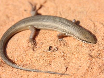 Speckled Sand Skink