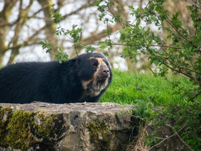 Spectacled Bear