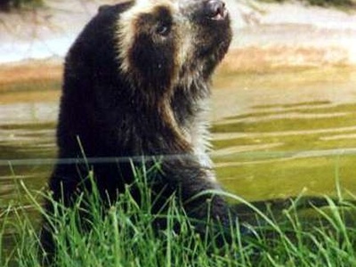 Spectacled Bear