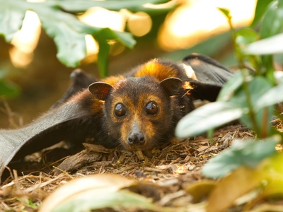 Spectacled Flying Fox