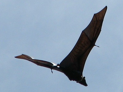 Spectacled Flying Fox