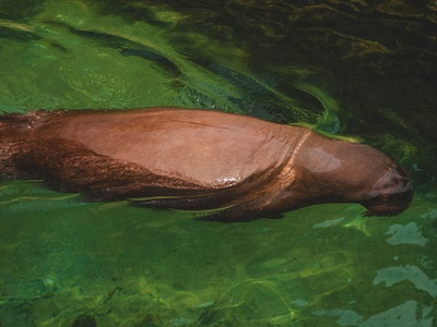 Spectacled Porpoise