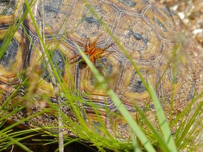 Speke's Hinge-back Tortoise