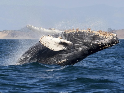Sperm Whale