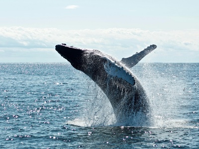 Sperm whale