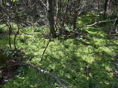 Sphagnum bog moss