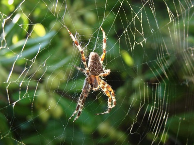 Spider