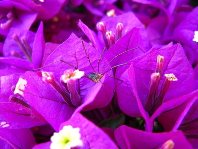 Spider flower