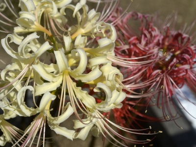 Spider lily