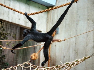 Spider Monkey