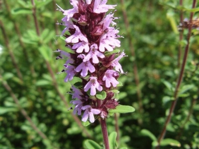Spiked Thyme