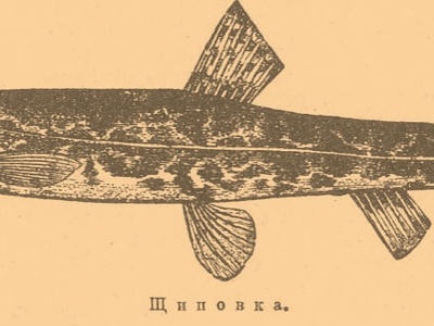 Spined loach