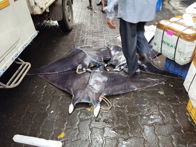 Spinetail Devil Ray