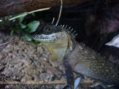 Spiny Agama