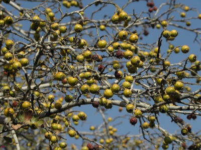 Spiny Hawthorn