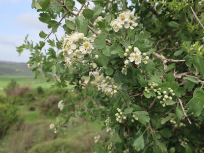 Spiny Hawthorn