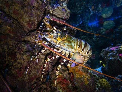 Spiny lobster