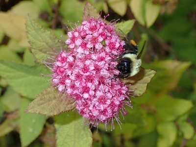 Spirea
