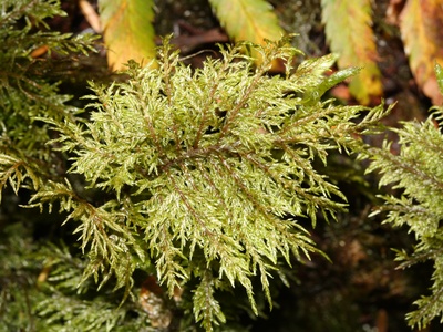 Splendid Feather-moss