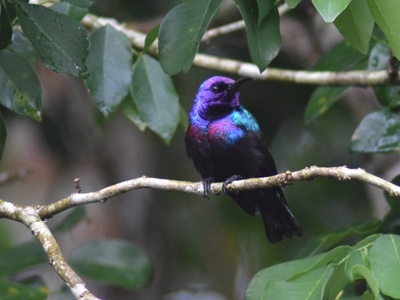 Splendid Sunbird