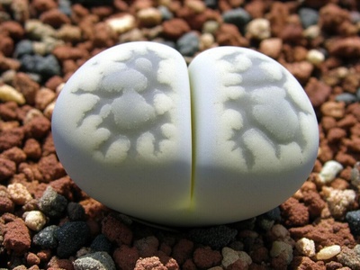 Split Rock