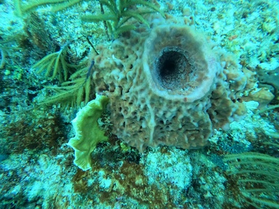 Sponge