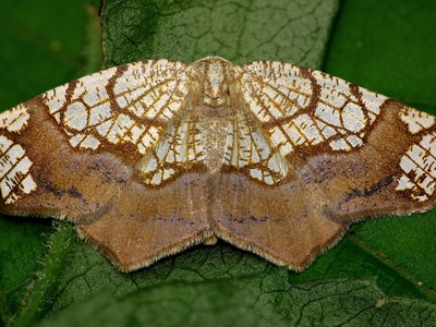 Spongy Moth