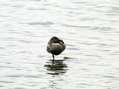 Spot-billed Duck