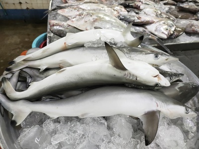 Spottail Shark