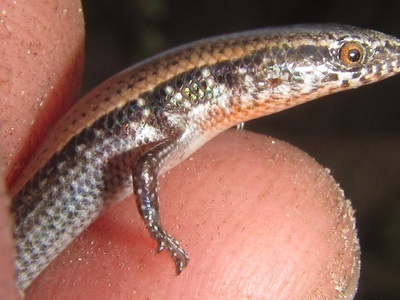 Spotted-neck Snake-eyed Lizard