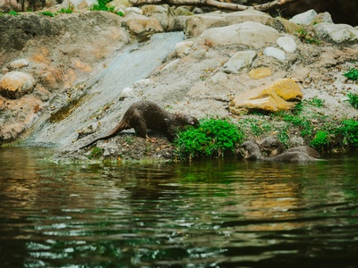 Spotted-necked Otter